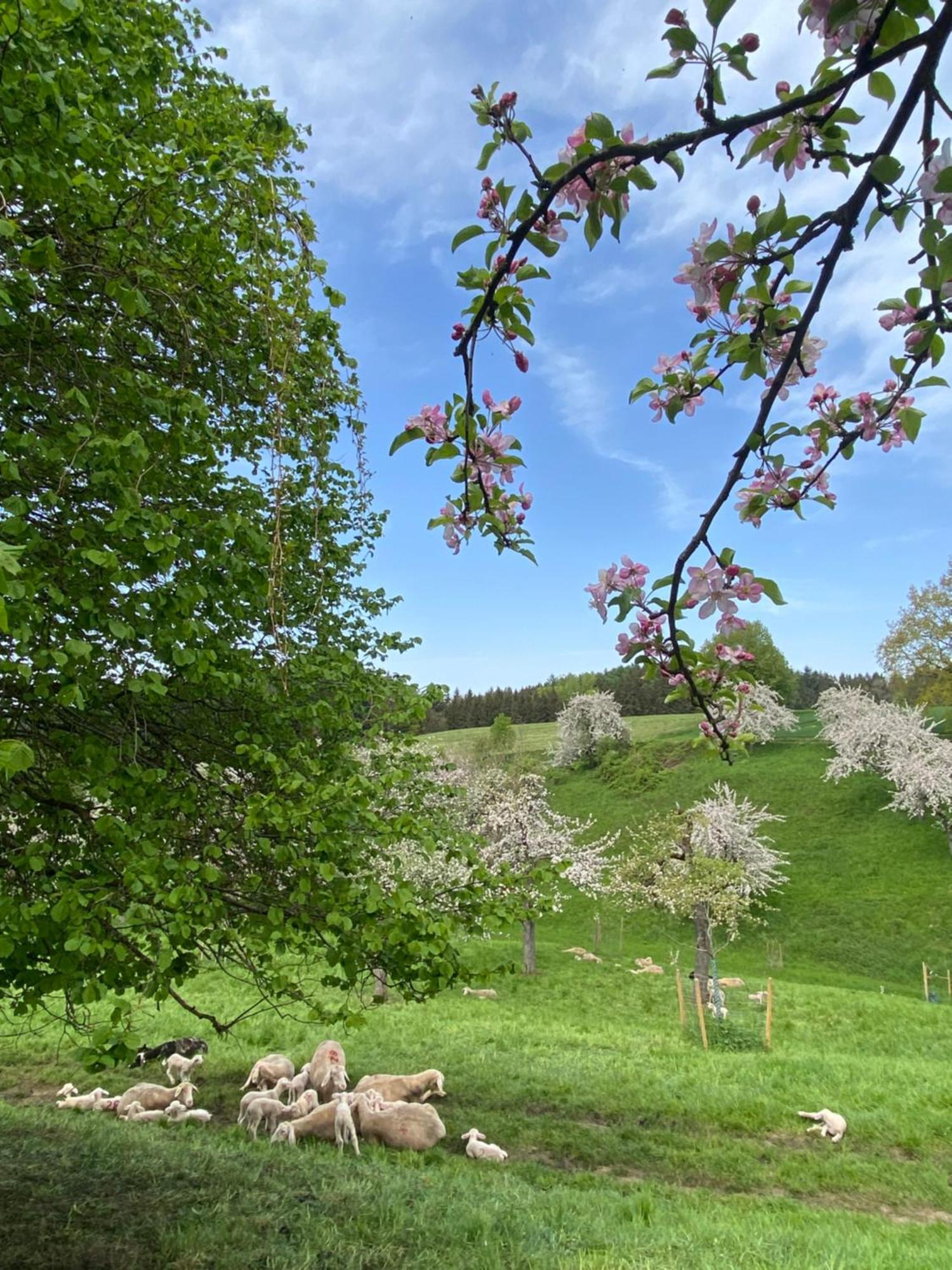 Klostergasthof Roggenburg Luaran gambar